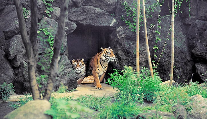 Cửa tự động Nabco được ứng dụng sáng tạo tại vườn bách thú Tenoji Nhật Bản